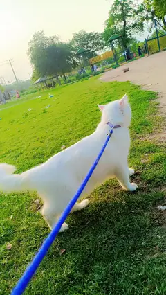 Persian cat for sale

                                                            alt=