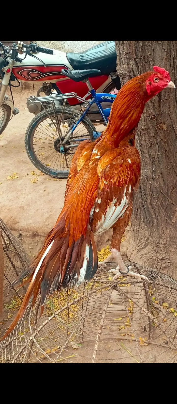 Ad Image