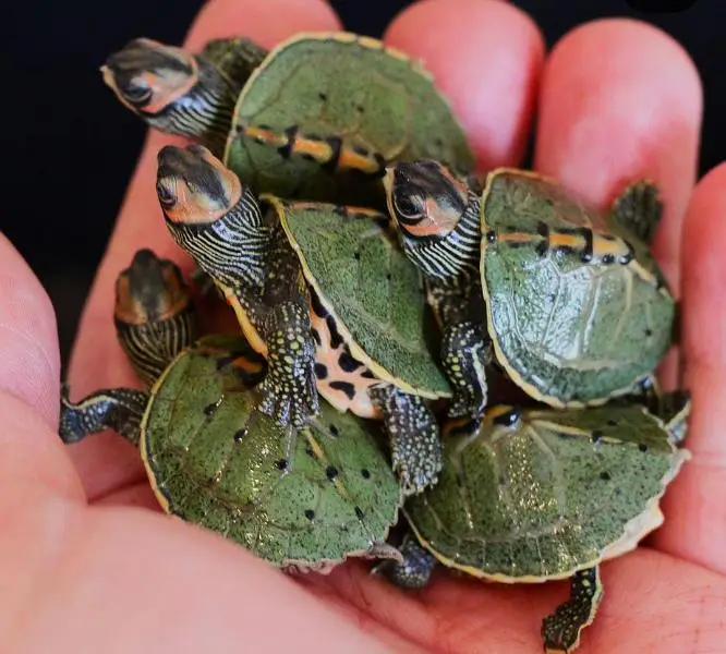 Imported Russian Tortoise and Turrtless are available 0335/ 59022/60

                                                            alt=