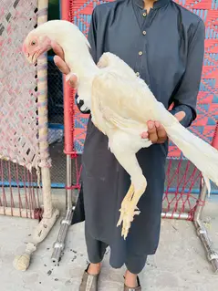 gelden heavy buff/white buff chicks/fancy hen/heavy buff chick's/chuzy

                                                            alt=