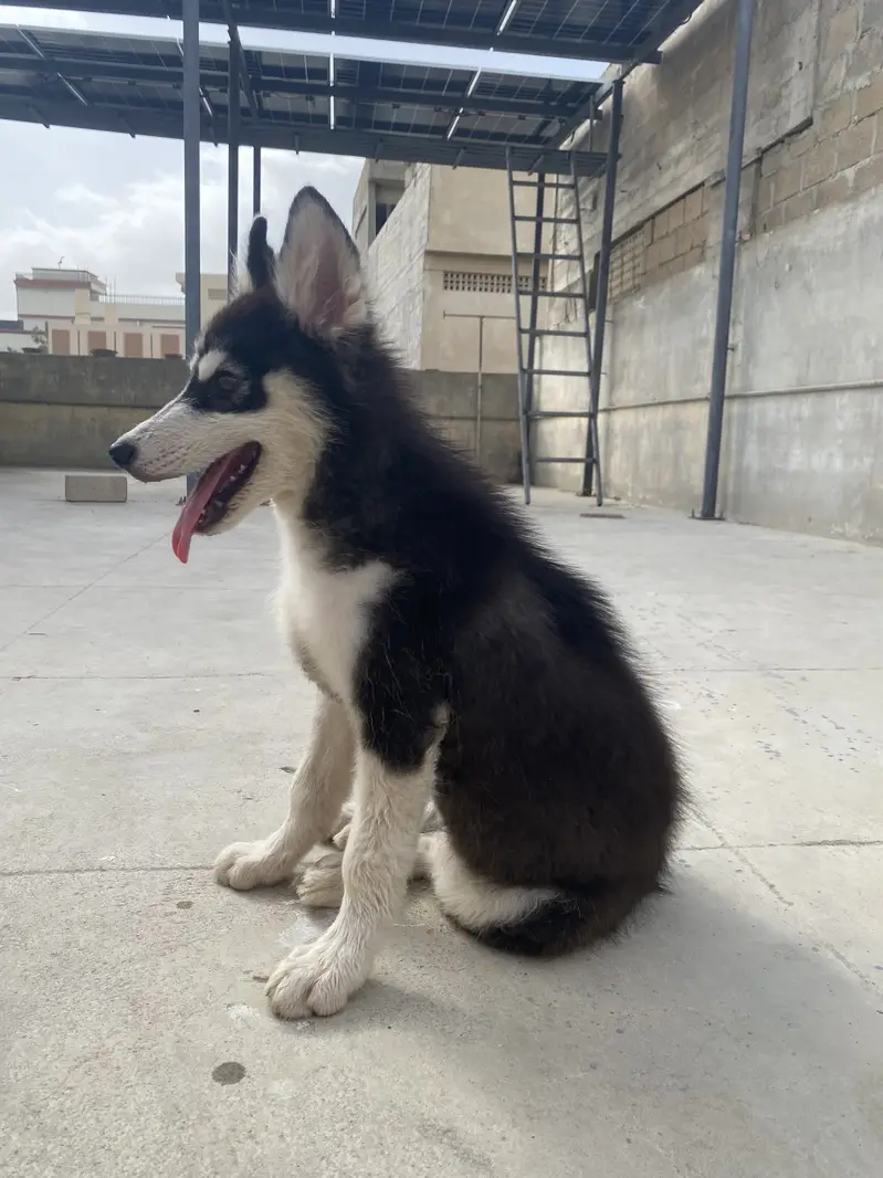 Siberian Husky Male For Sale

                                                            alt=