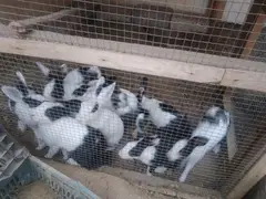 Breader Rabbit Pair with baby

                                                            alt=
