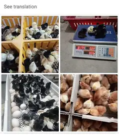 Golden Misri | Rir chicks  | Australorp chick | chicks | chuza

                                                            alt=