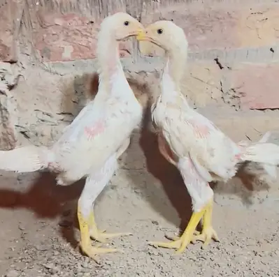 king size/shamo pathi/high quality/white shamo chicks/pure aseel shamo

                                                            alt=