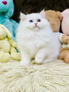 Persian kitten | Cats | Male kittens | High Quality | Available

                                                            alt=