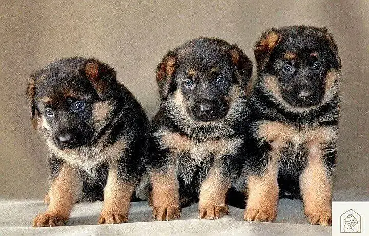 German Shepherd Puppies | GSD | Double , Triple , Long Coat Puppies

                                                            alt=