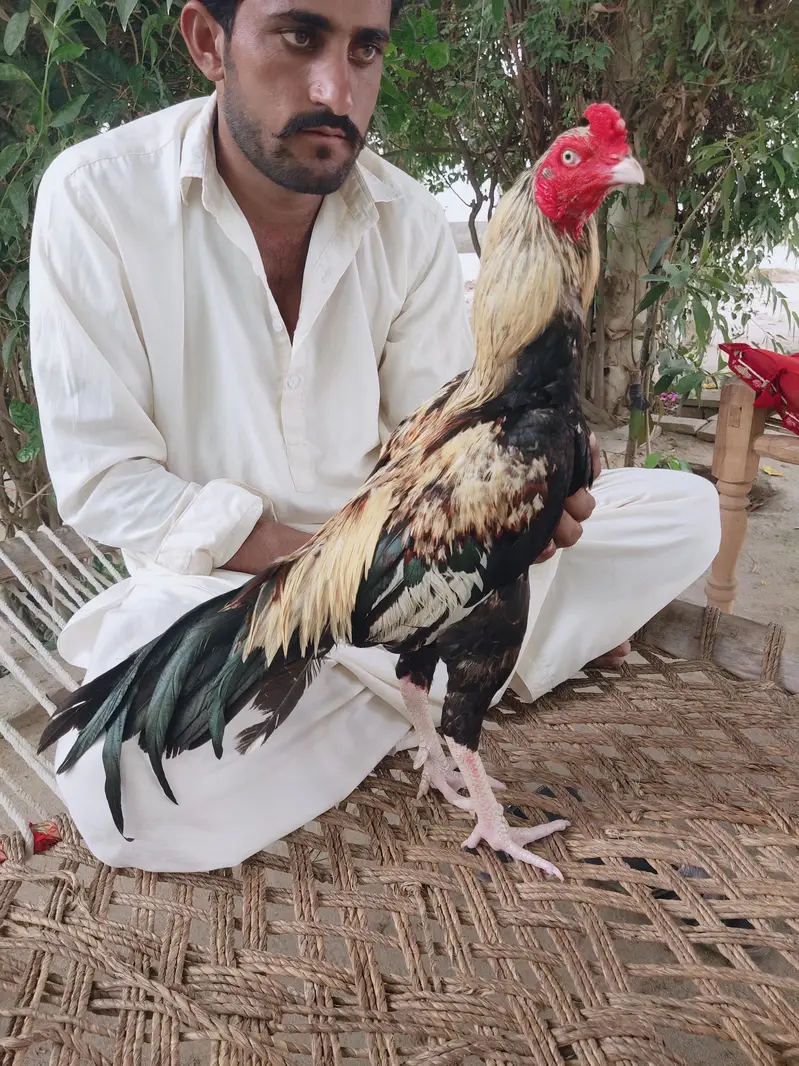 Ad Image