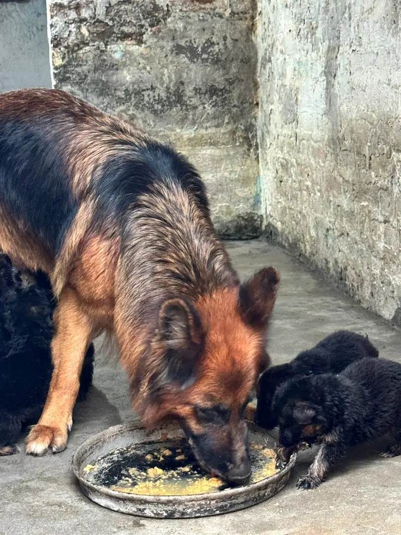 German shepherd | Puppy | GSD | Dog for sale | Long coat

                                                            alt=