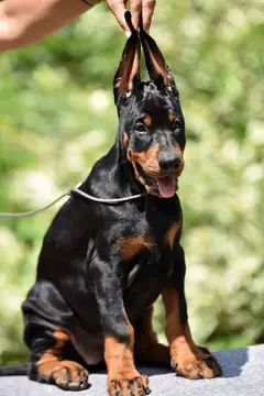 Doberman Puppies / Doberman Pupps Available

                                                            alt=