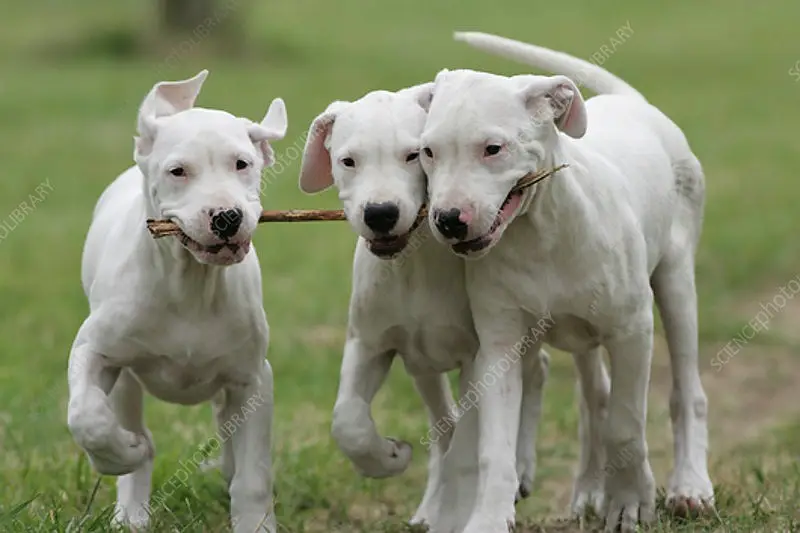 Dogo Argentino Puppies / Dogo Argentino Male , Female Puppies

                                                            alt=