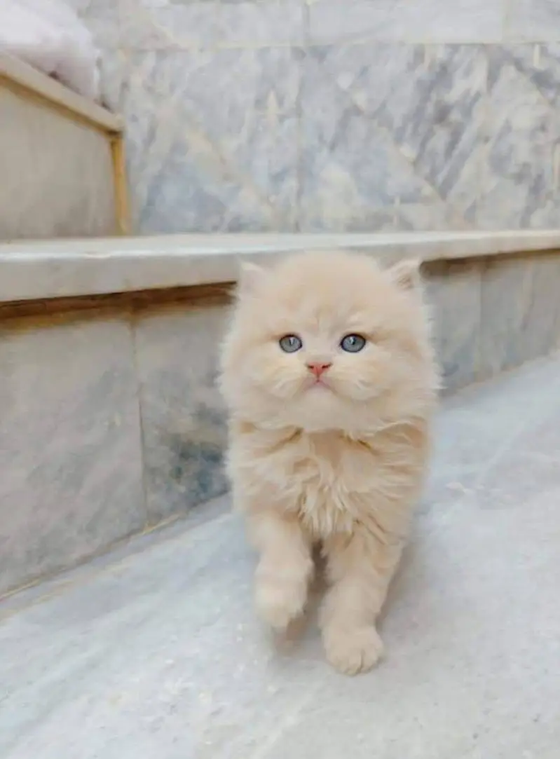 Persian kittens and adult cats

                                                            alt=