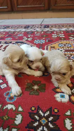 Labrador retriever male available for sale

                                                            alt=