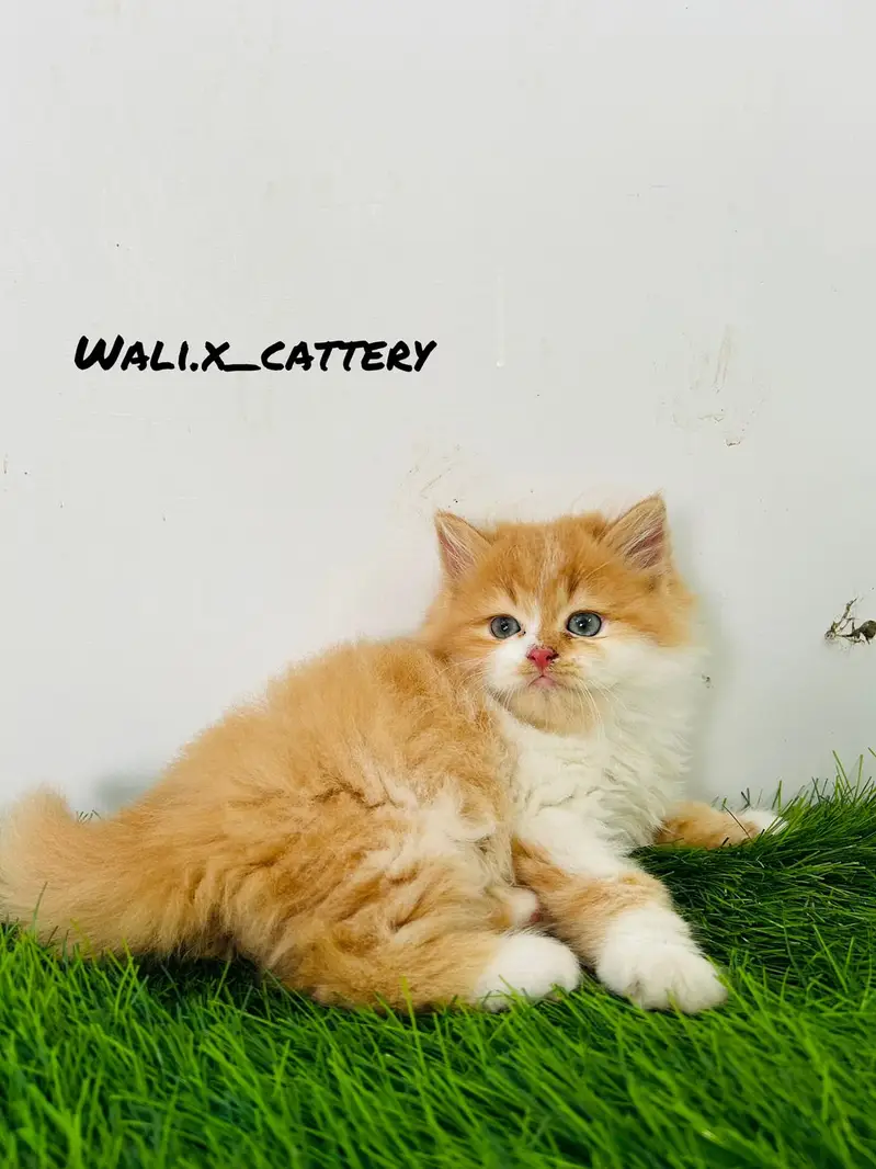 high quality kitten|Punch face Kittens|persian cat|tripple coat|fluffy

                                                            alt=
