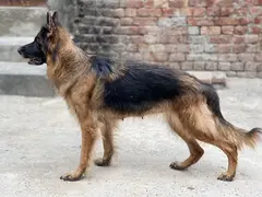 Yorkshire terrier puppies | Puppies | Yorkshire Puppies | Dogs

                                                            alt=