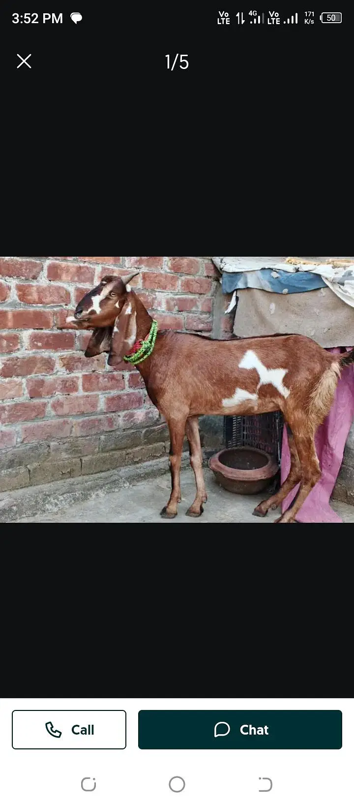 godli goat | breeder female | بکری| ghaban bakri | Desi bakri

                                                            alt=
