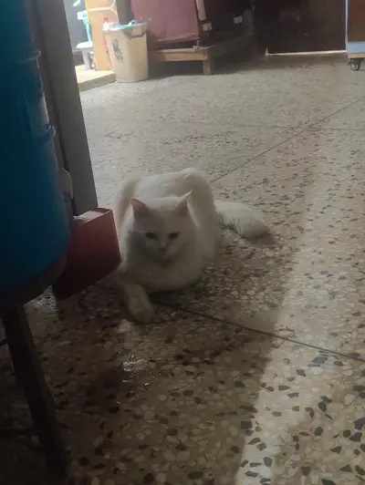 Persian kitten for urgent sale my WhatsApp number 03122138736

                                                            alt=