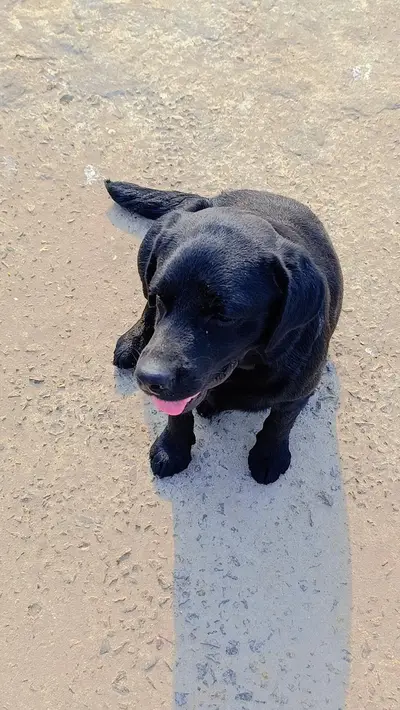 Black shepherd Puppy | Long coat | Puppies | Dog for sale

                                                            alt=