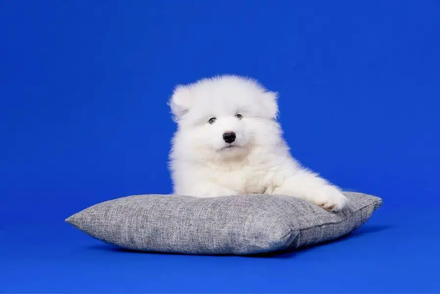 IMPORTED TOP QUALITY RUSSIAN SAMOYED PUPPIES AVAILABLE FOR SALE

                                                            alt=