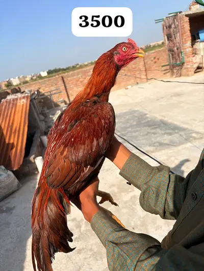 Ad Image