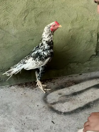 Ad Image