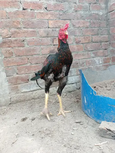 Ad Image