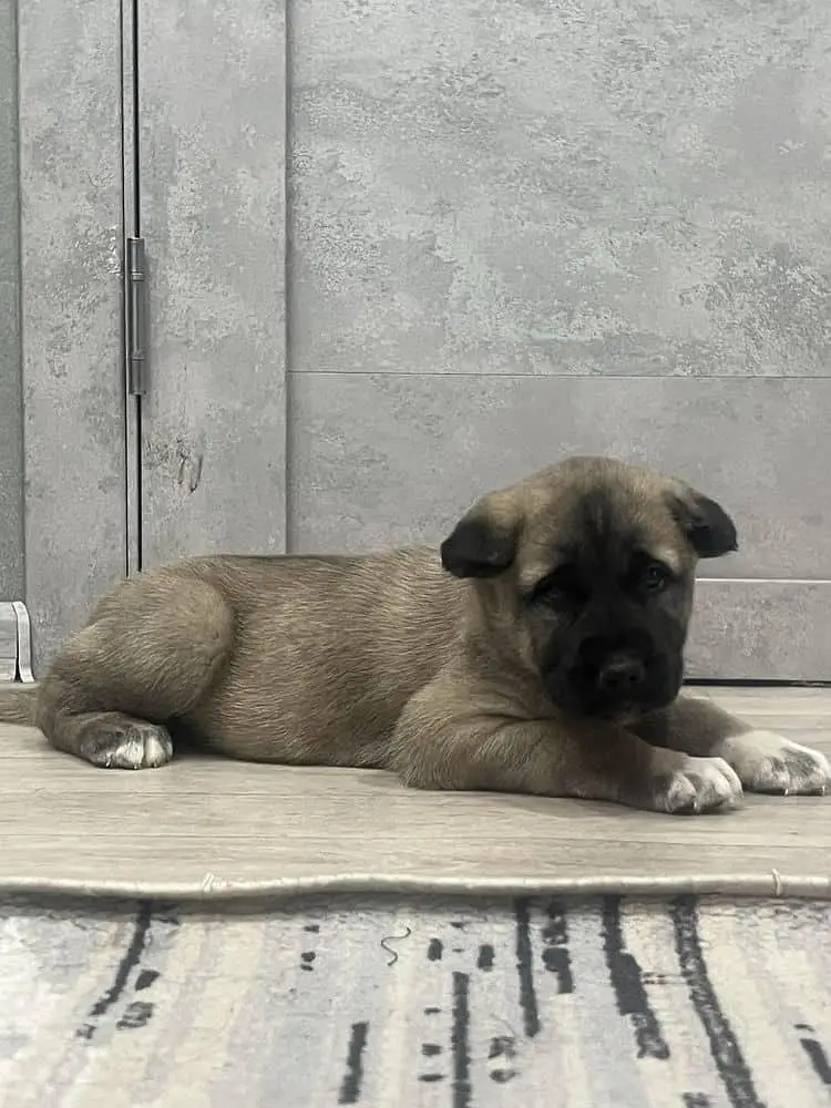 IMPORTED KANGAL XL SIZE PUPPIES AVAILABLE FOR SALE

                                                            alt=