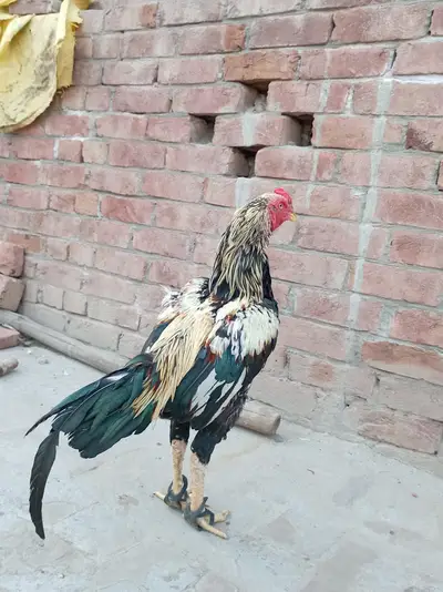 Ad Image