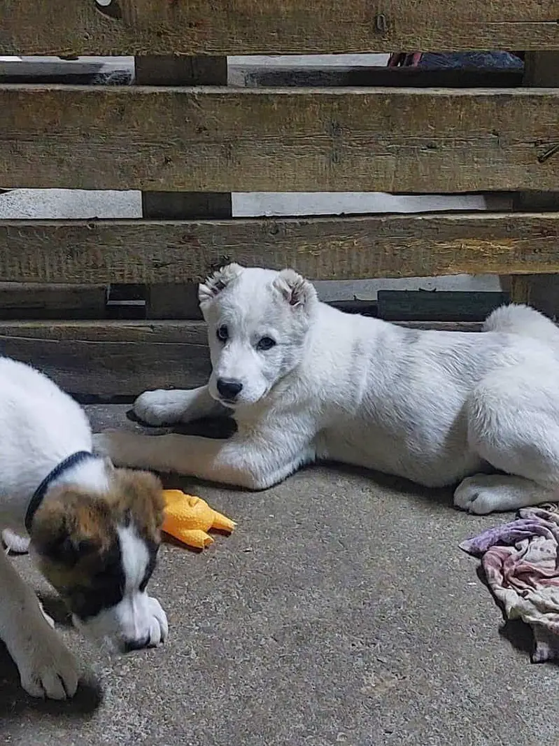 IMPORTED ALABAI PUPPIES XL SIZE AVAILABLE FOR SALE

                                                            alt=