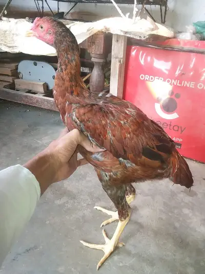 Ad Image