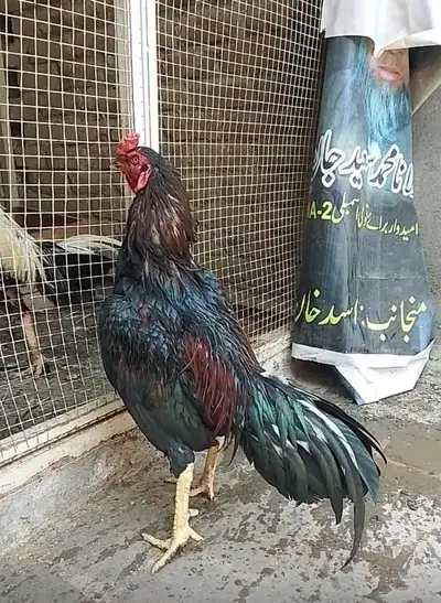 Ad Image