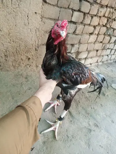 Ad Image