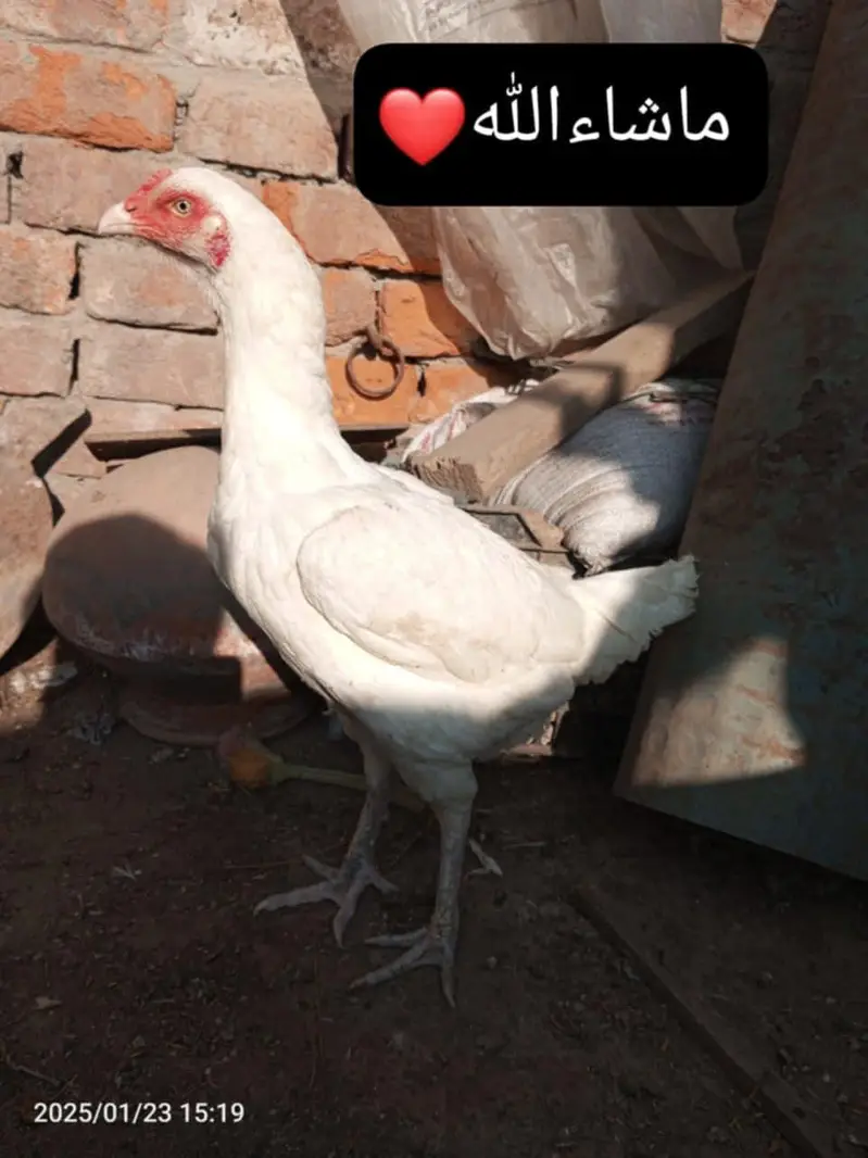 mianwali Heera aseel  healthy and active chicks for sale

                                                            alt=