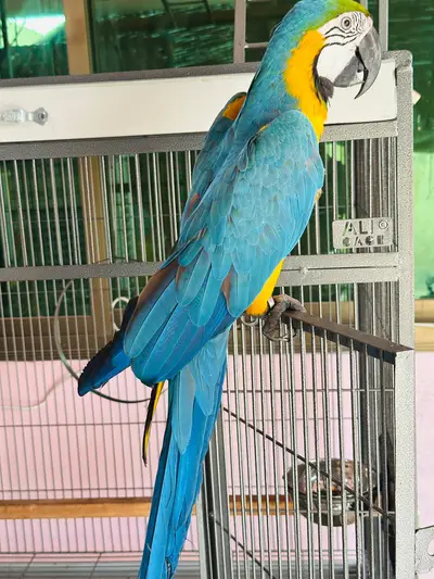 Ad Image