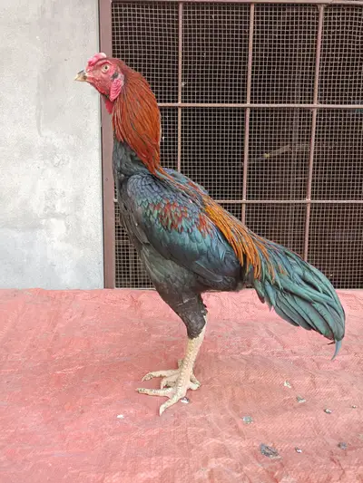 Ad Image