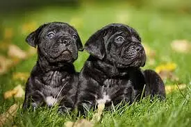 Cane Corso Puppies / Imported Breed / Male & Female Available

                                                            alt=