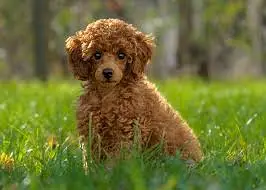 Alabai Puppies / Imported Breed / Male & Female Available

                                                            alt=