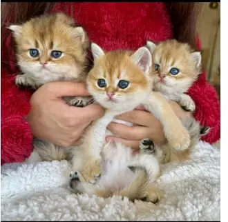 British Shorthair Kittens / Imported Breed / Male & Female Available

                                                            alt=