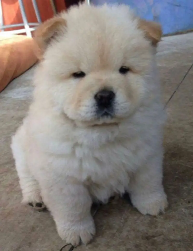 TOP QUALITY IMPORTED CHOW CHOW PUPPIES AVAILABLE FOR SALE

                                                            alt=
