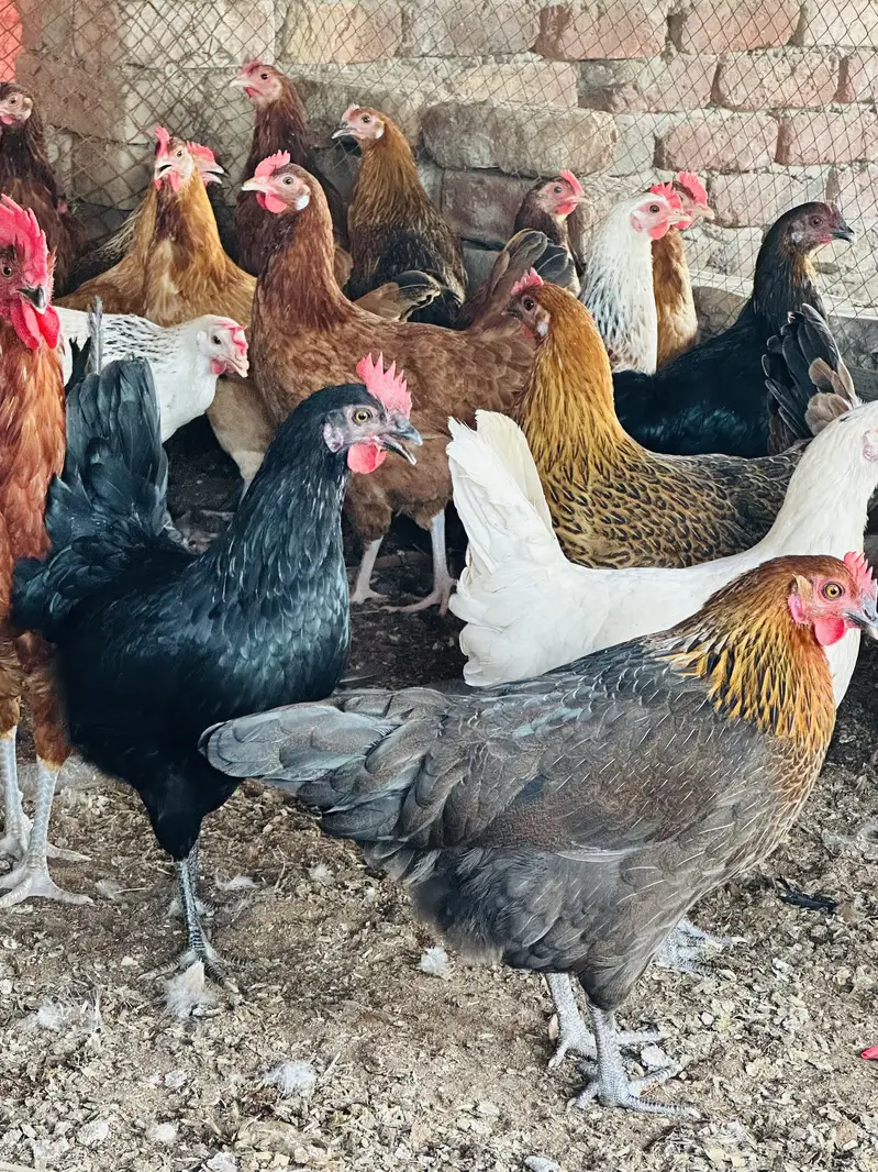 Golden|Misri Murgi | Desi Hen| PATHI Chicks| egg laying starter chuzay

                                                            alt=