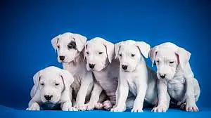 Chow Chow Puppies / Imported Breed / Male & Female Available

                                                            alt=
