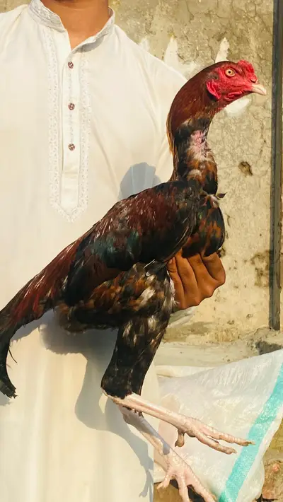 Ad Image