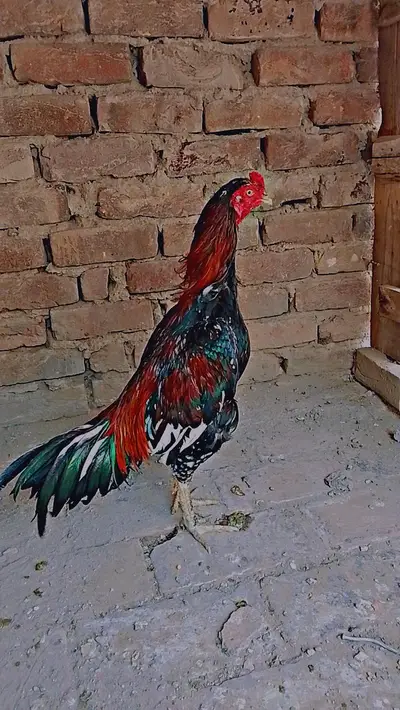 Ad Image