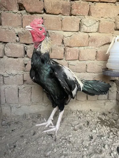 Ad Image