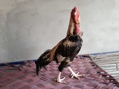 Ad Image