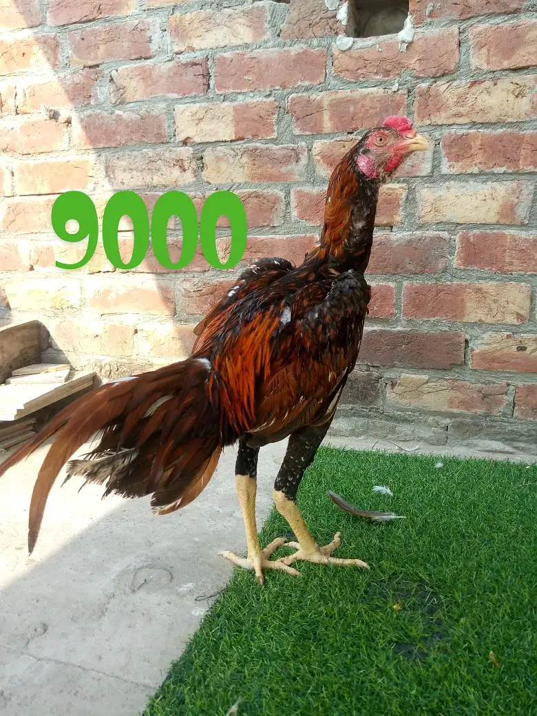 Ad Image