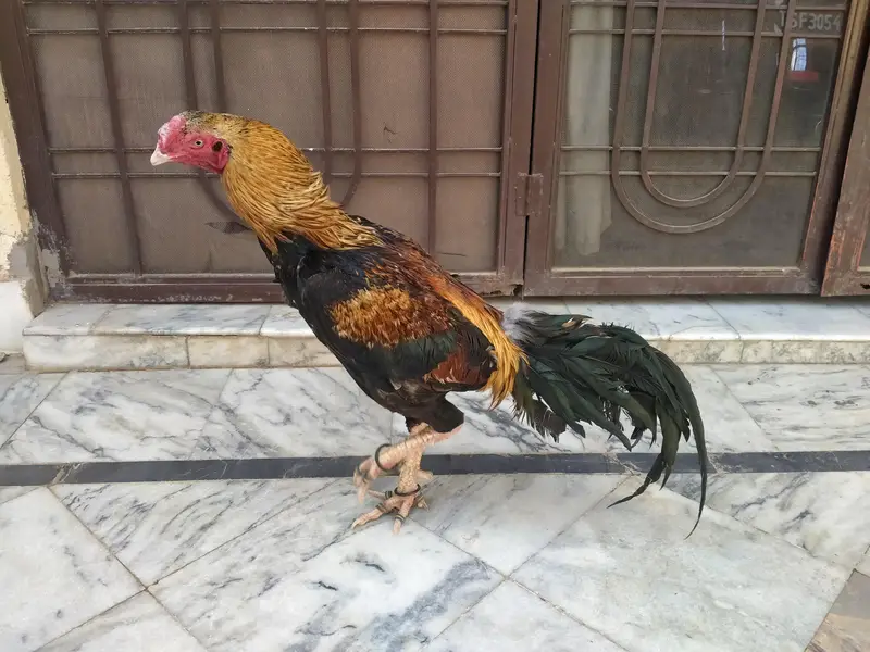 Ad Image