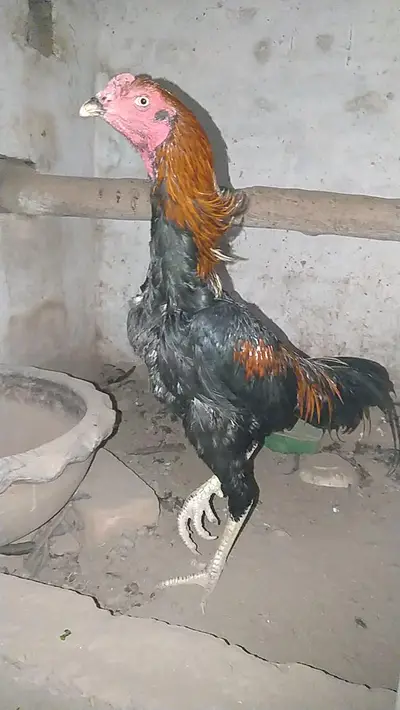 Ad Image
