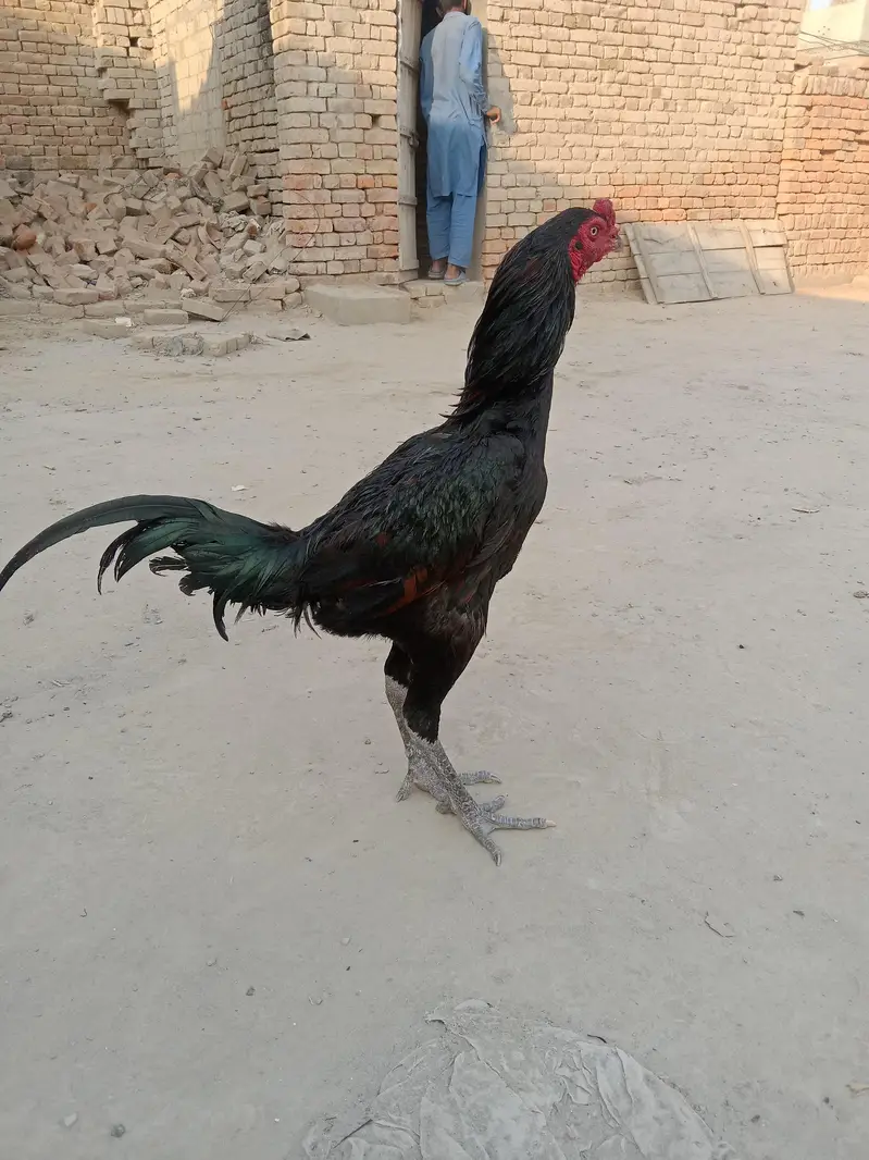 Ad Image