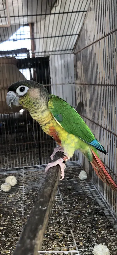 Ad Image