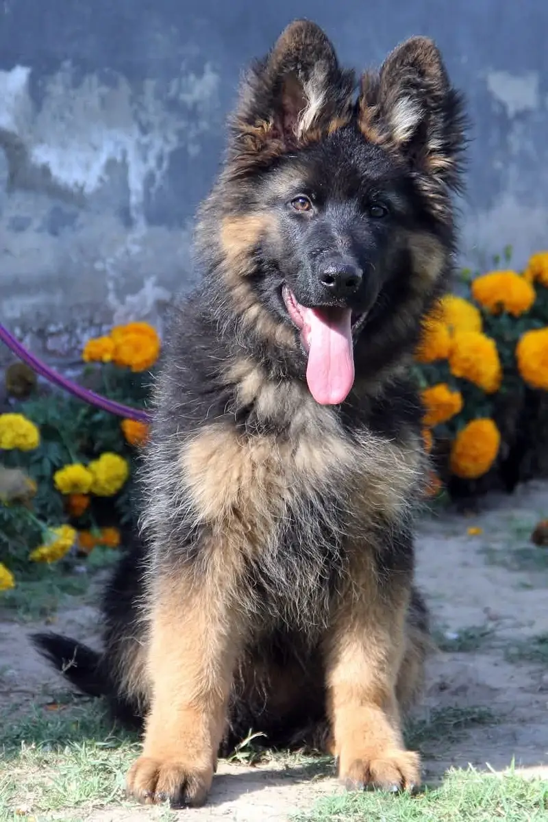 German shepherd | gsd | Puppy | Shepherd Dog | Puppies | Long Coat
                                                            alt=